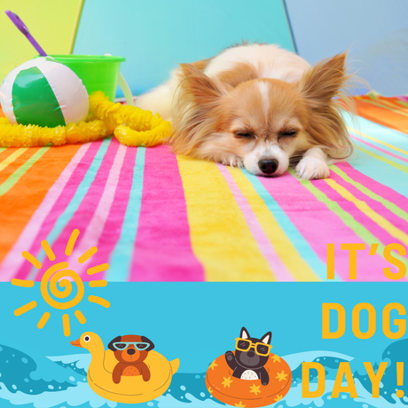 Dog Days of Summer: Pet-Friendly Tools for Every Corner of Your Home